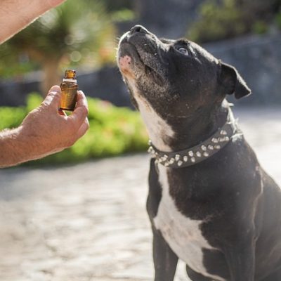 cbd-oil-dogs-5441160_640 (1)